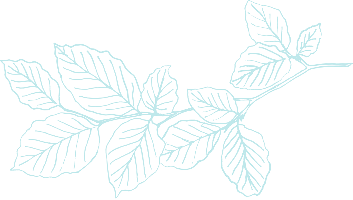 Leaf line drawing