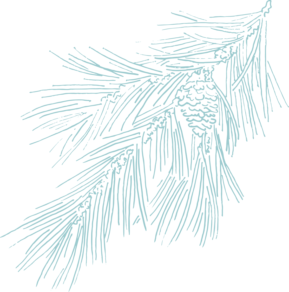 Blue fir leaf drawing