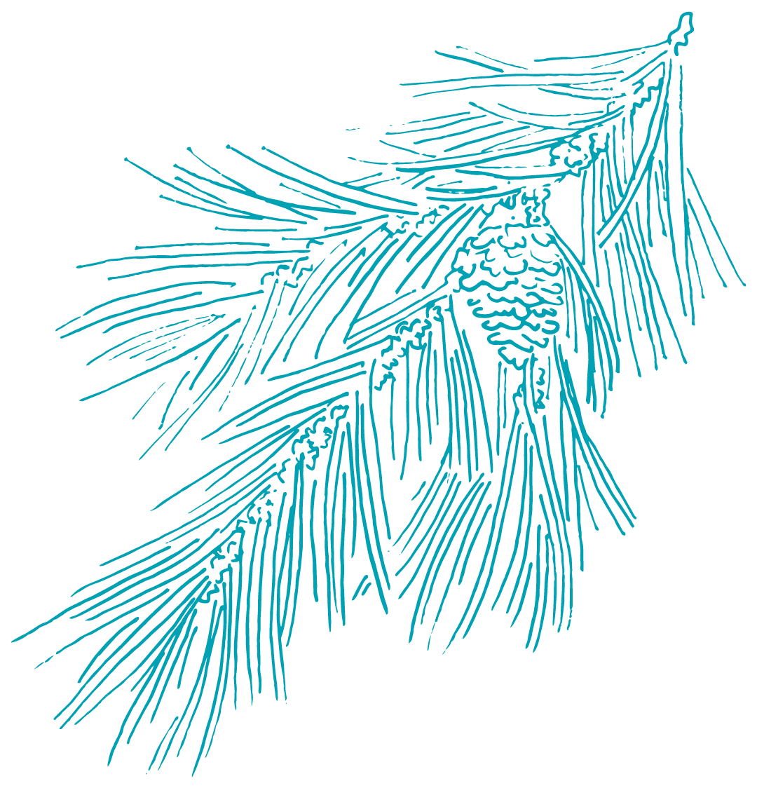 Blue fir leaf drawing
